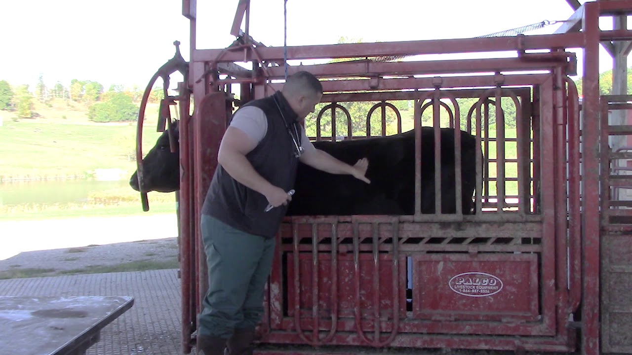 BQA - Cow Health Examination