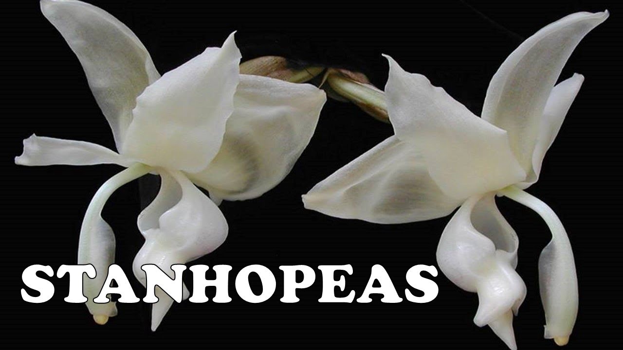 Orquideas Stanhopeas / Cuidados y macetas