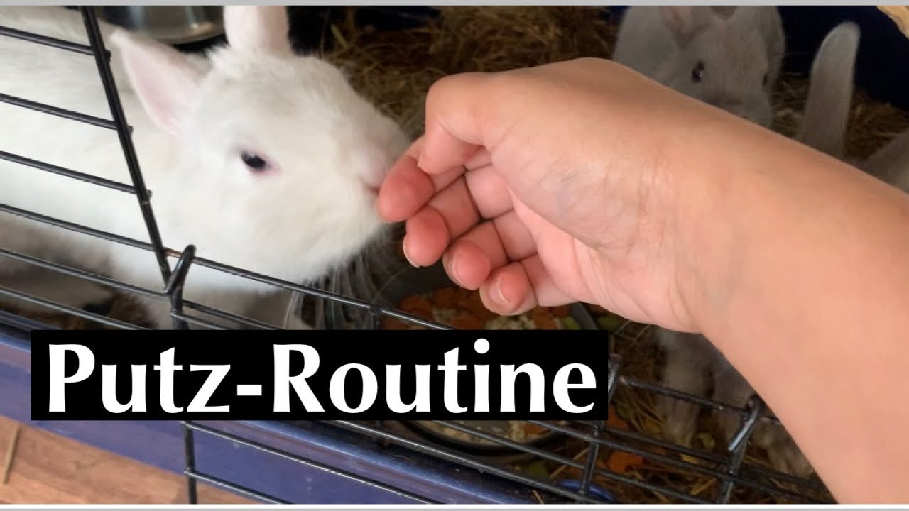 Putz Routine f&uuml;r meine Kaninchen&Babys/ Kaninchenbande ❤️