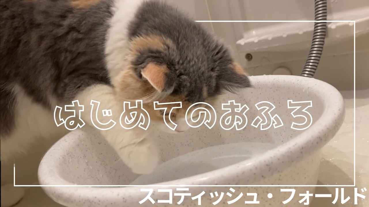 【生後6ヶ月】初めてのおふろに入ってみると…