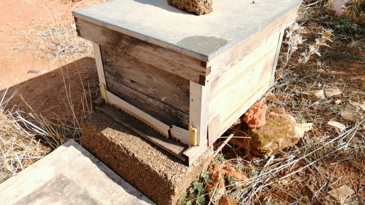 لماذا تنهار بعض المناحل في حين تبقى المناحل الأخرى قوية