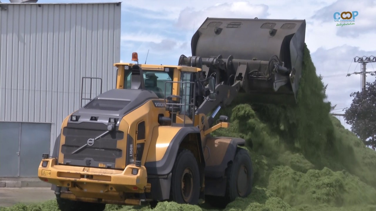 البرسيم المجففة في فرنسا. إنتاج من الجودة.