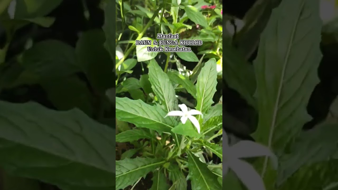 Manfaat DAUN Dan Bunga KITOLOD Untuk Kesehatan #shorts #daunkitolod #bungakitolod