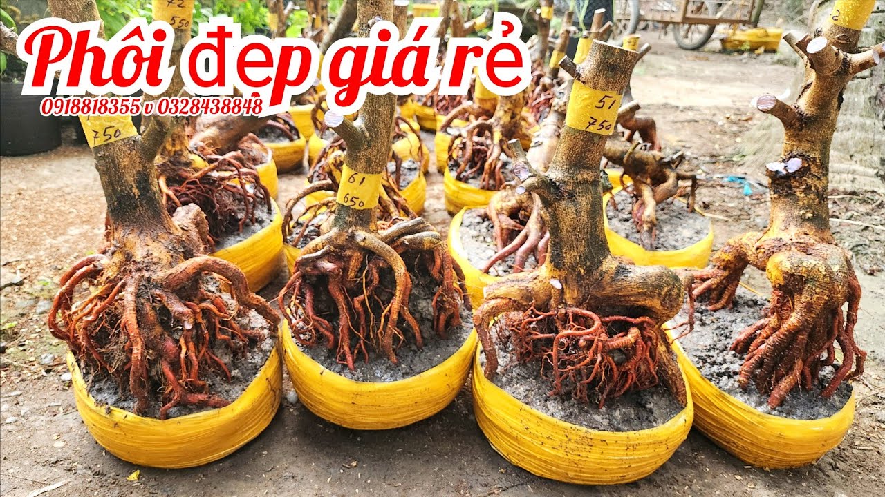 26/2 a Nên 0918818355 v 0328438848 phôi mai bonsai đế đẹp giá rẻ|MaivàngThanhTâm