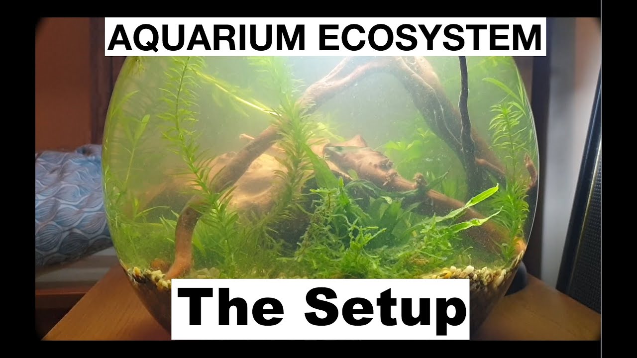 The Walstad Bowl Aquarium. Month One: The Setup