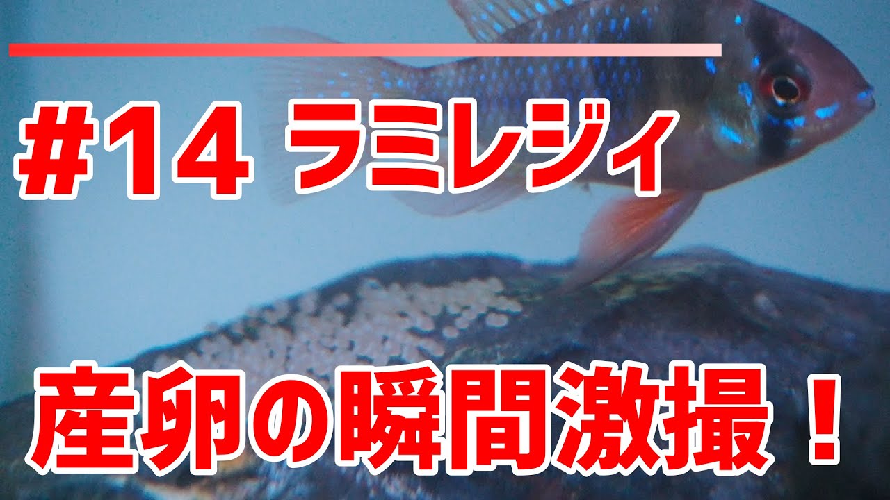 #14 ラミレジィ産卵の瞬間！
