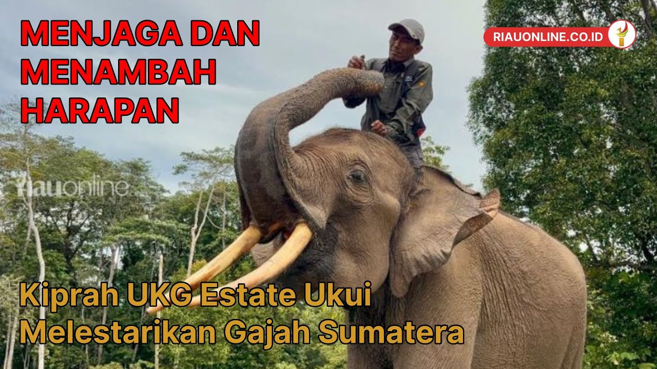 Menjaga dan Menambah Harapan, Kiprah UKG Estate Ukui Melestarikan Gajah Sumatera