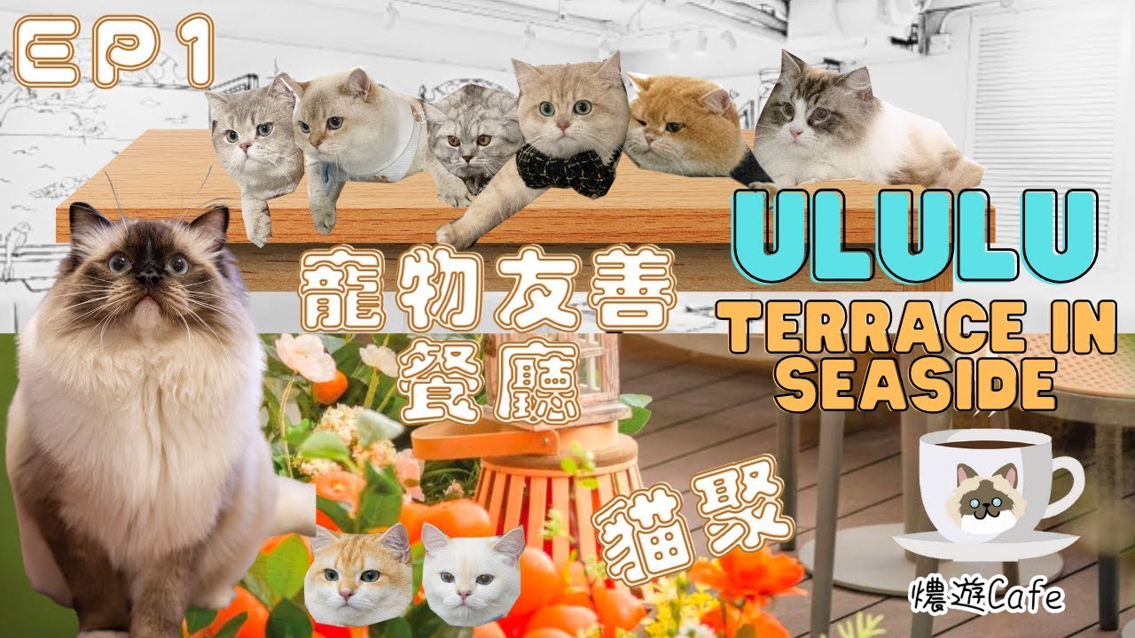 【燶遊Cafe】Uluru & Terrace in Seaside EP 1 寵物友善Cafe｜香港｜餐廳｜貓聚