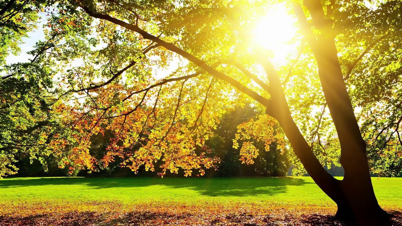 Oči&scaron;ćenje i isceljenje porodičnog stabla