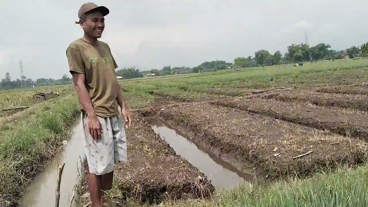 Tutorial tanam bawang merah kirim bibit beserta ngunjungi tanaman bawang merah milik subcriber