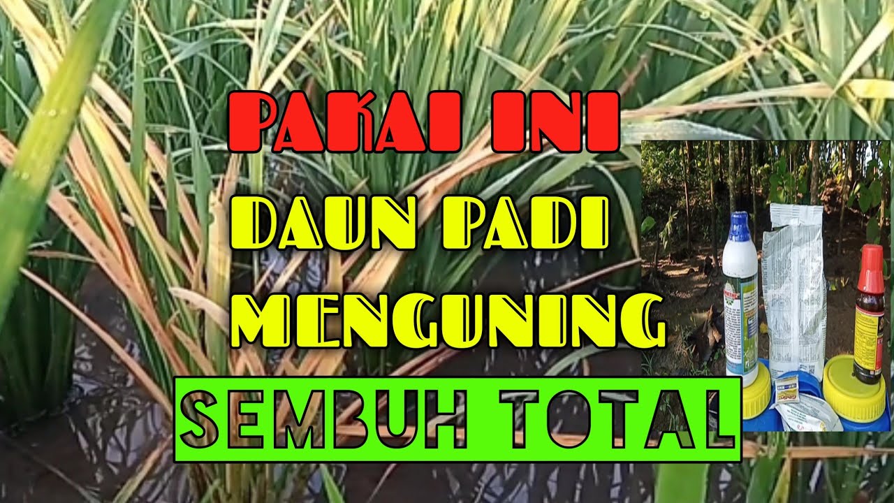 CARA MENGENDALIKAN DAUN PADI MENGUNING