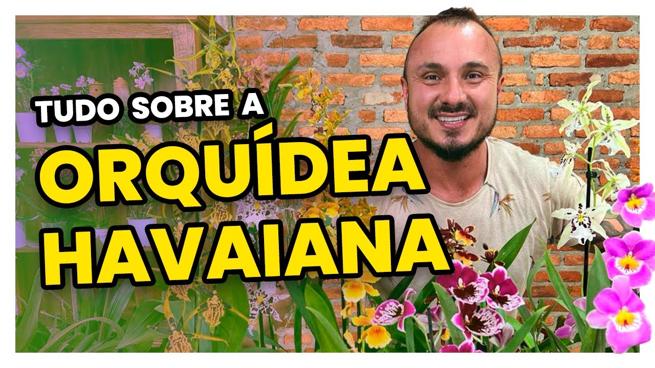 Tudo sobre a ORQUÍDEA HAVAIANA | Descubra os segredos de cultivo