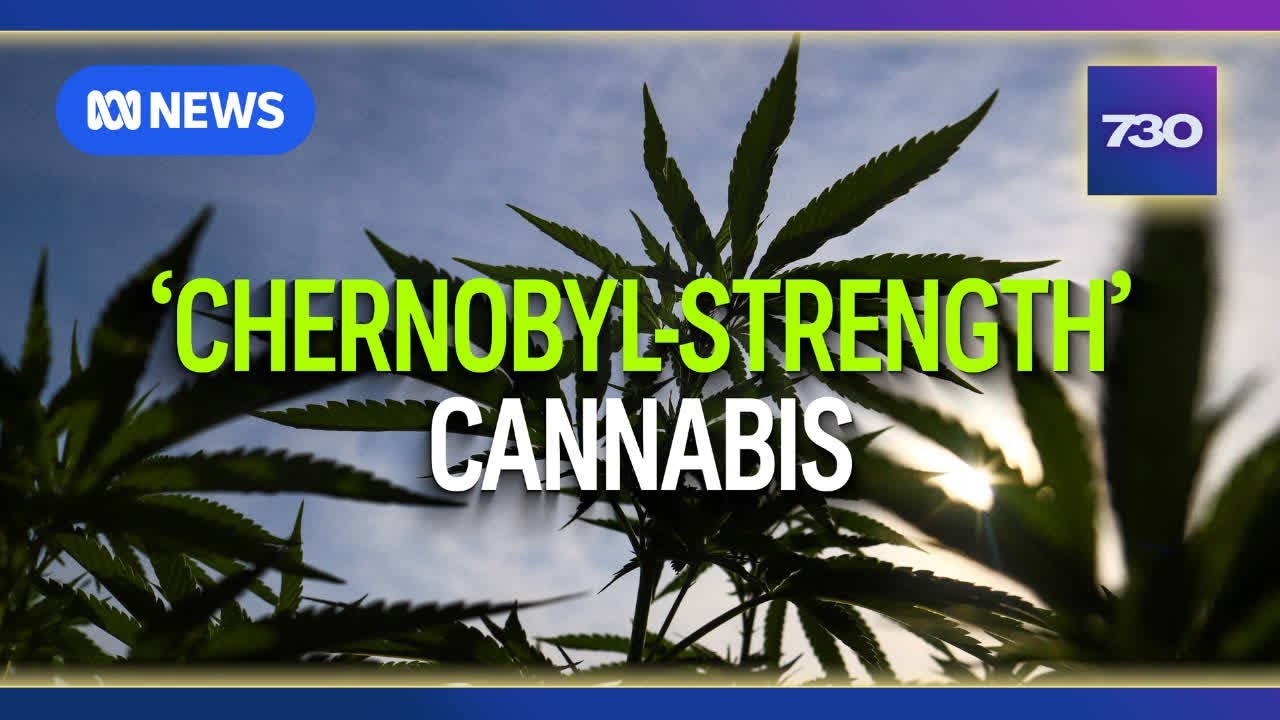 Medicinal cannabis prescribing practices under scrutiny | 7.30