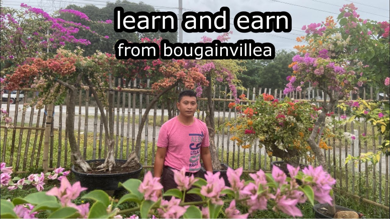 how to earn money from bougainvillea