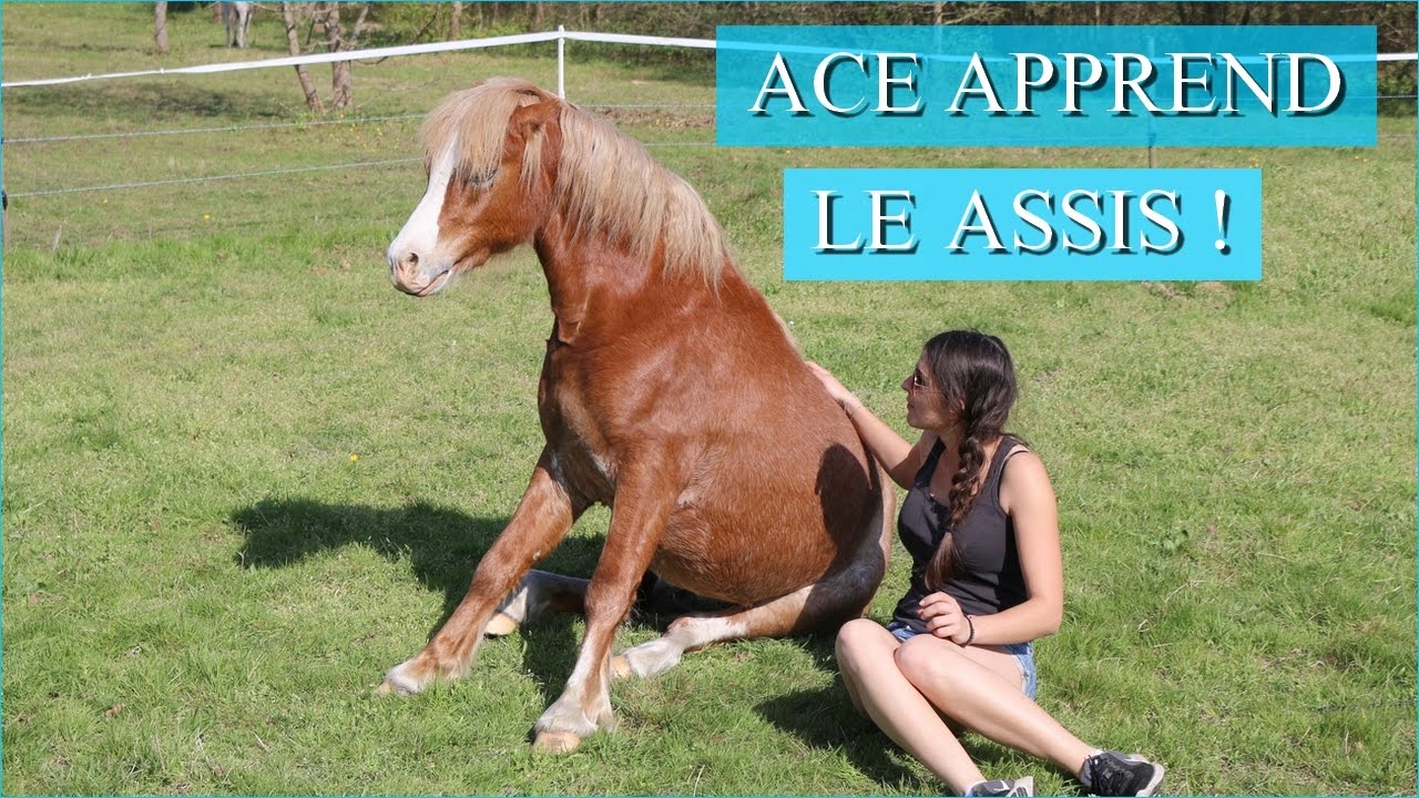 ACE APPREND LE ASSIS - C'est un génie !
