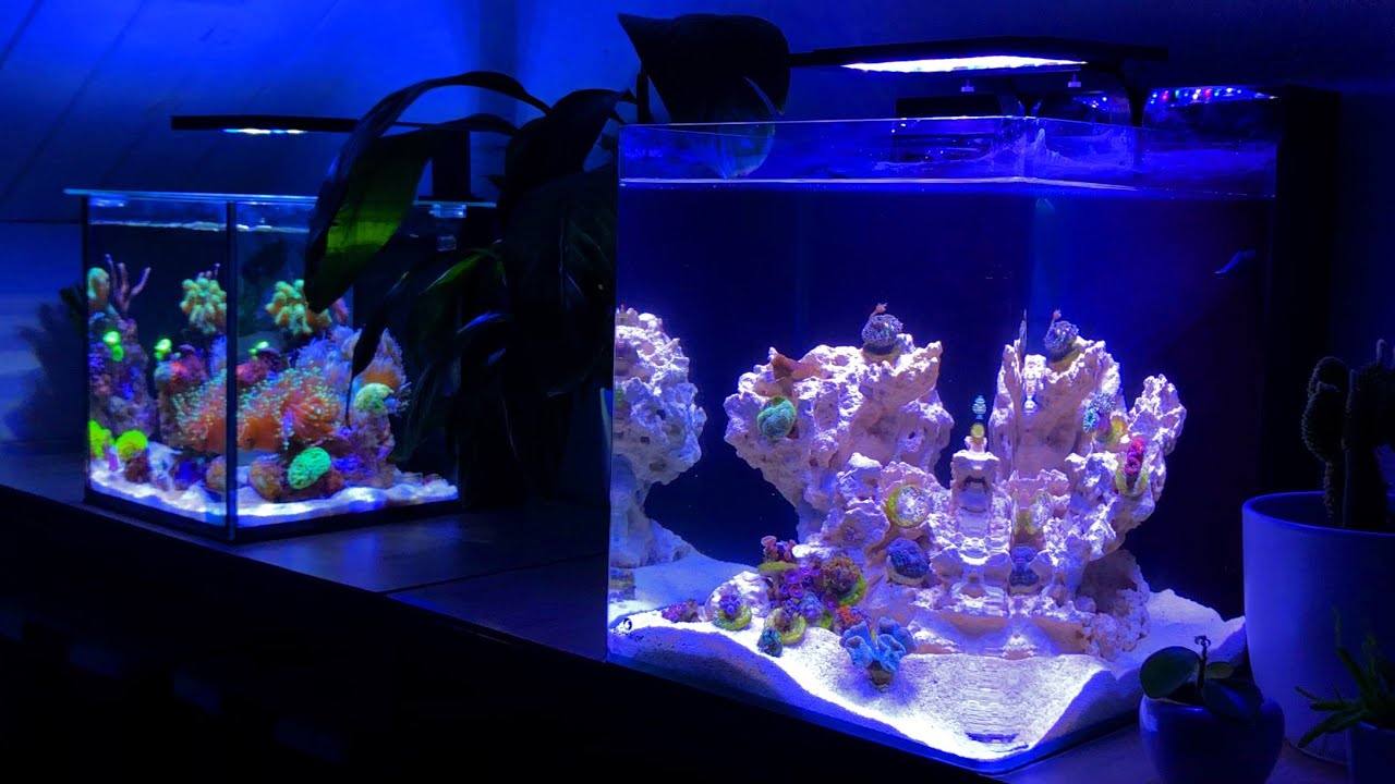 First Time 15 Gallon Nano Reef Tank Maintenance (No Skimmer)