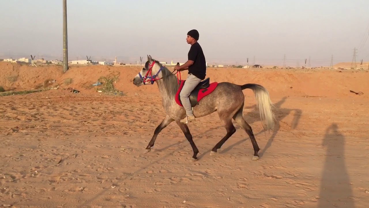شرح مبسط عن الخبب (التروت)   مهم للمبتدئين في ركوب الخيل