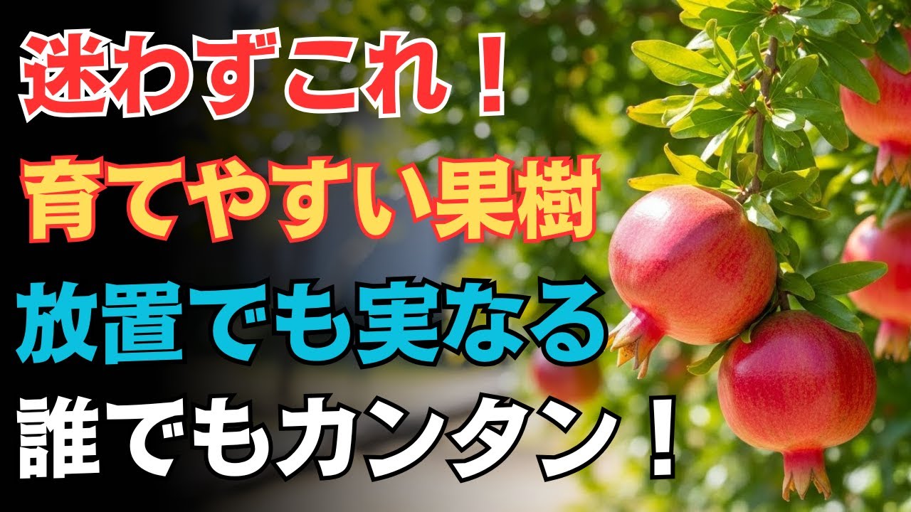 【９９％の人が見落とす】今すぐ試して！小さな鉢でも「毎年爆なり」最強果樹１０選。１度の植え付けで一生収穫が止まらない裏ワザ