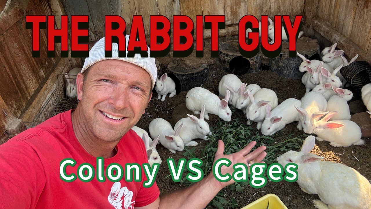Rabbit Colony and Preparations