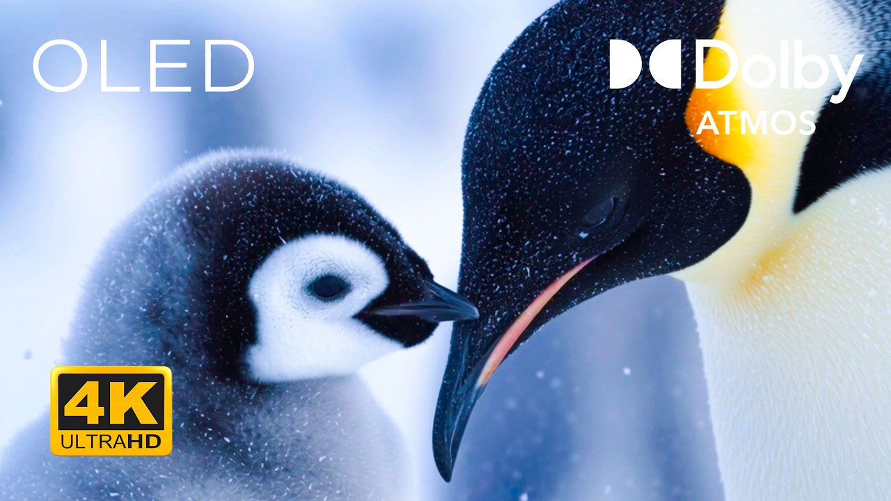 The Frozen Nature in 4K Ultra HD | Arctic Ice & Winter Landscapes
