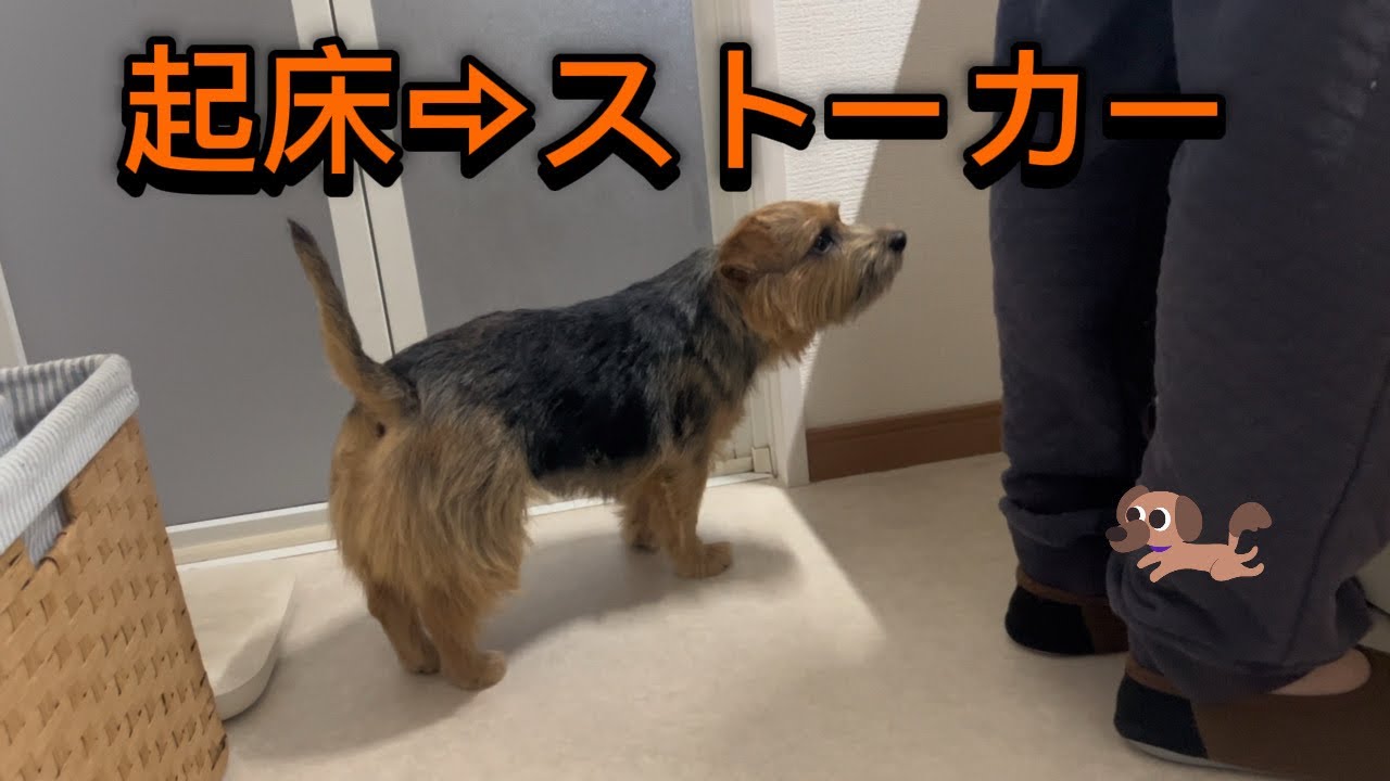 寝起きからパパをストーカーする犬