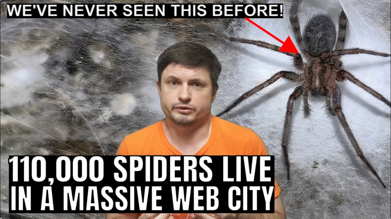 Cave in Europe Is Full of 110,000 Social Spiders Living in a Web City