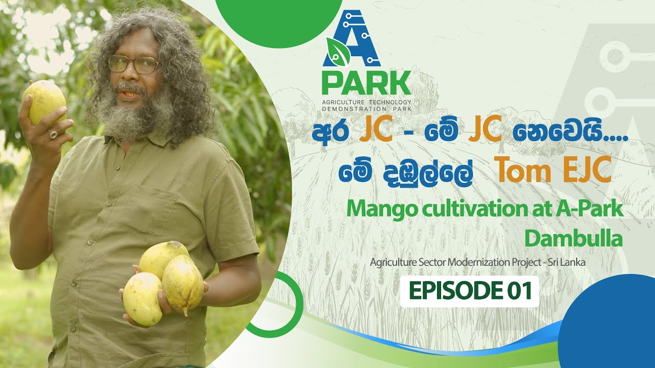 දඹුල්ලේ වවන හැමෝම කන්න අසා කරන TOM  EJC අඹ වගාව