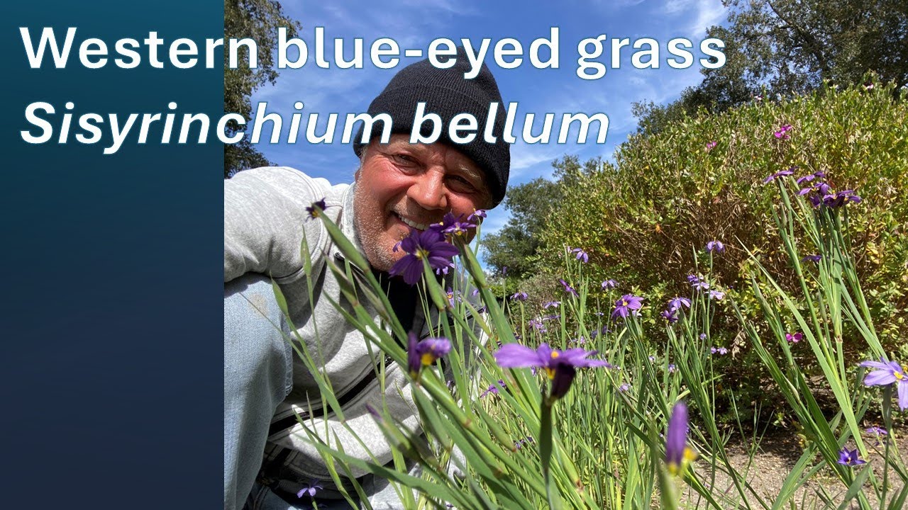 Western Blue-Eyed Grass Sisyrinchium bellum - Facts about this terrific little wild plant