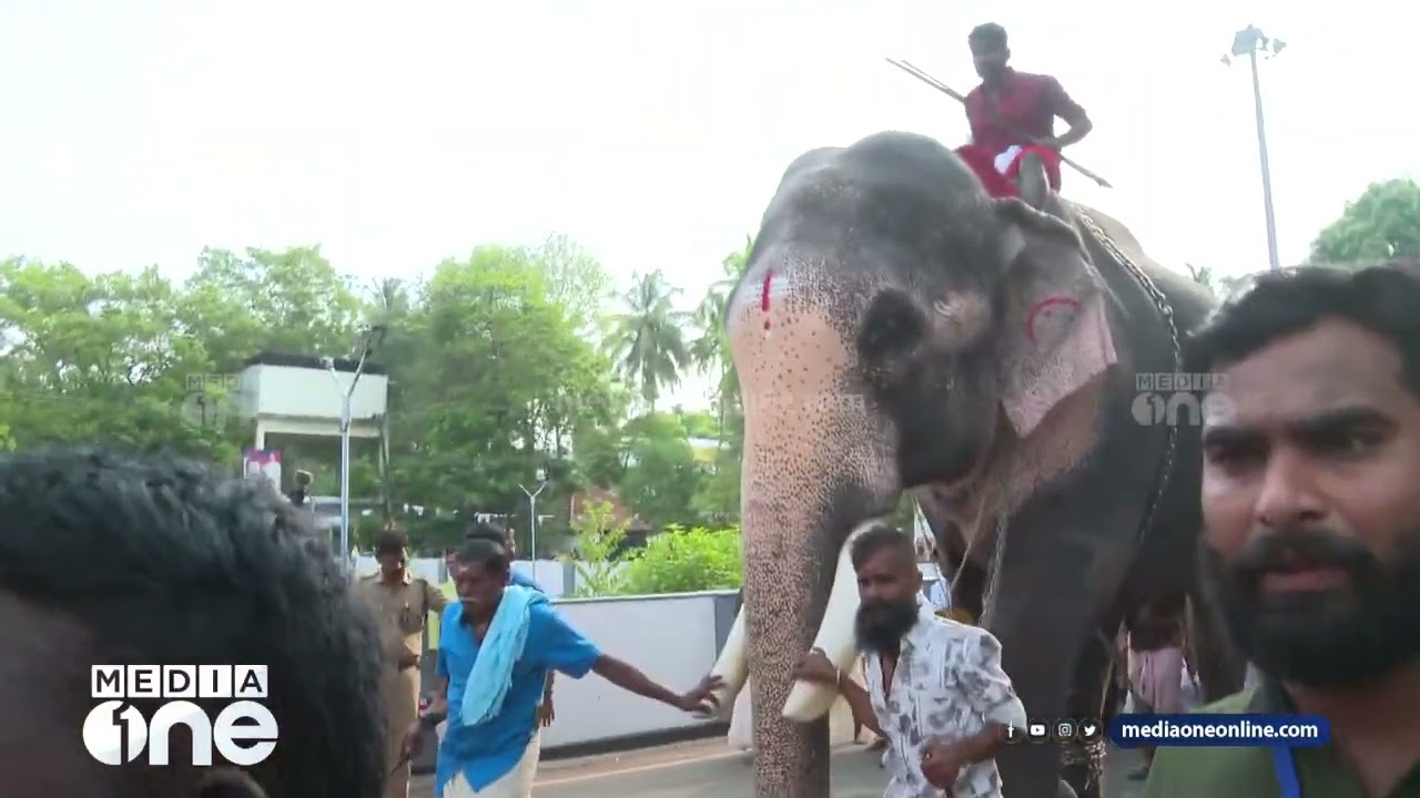 മാസ് എൻട്രി... പൂരന​ഗരിയിലെത്തി തെച്ചിക്കോട്ടുകാവ് രാമചന്ദ്രൻ... | thrissur pooram