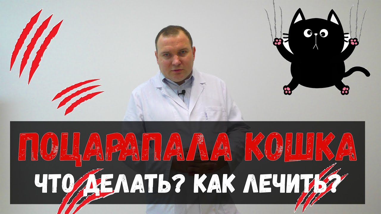 Болезнь кошачьих царапин 😱 Это опасно? 🔴 Доктор Одарюк