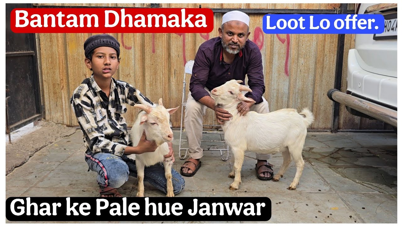 Saste Bantam goats at Malegaon Maharashtra 
