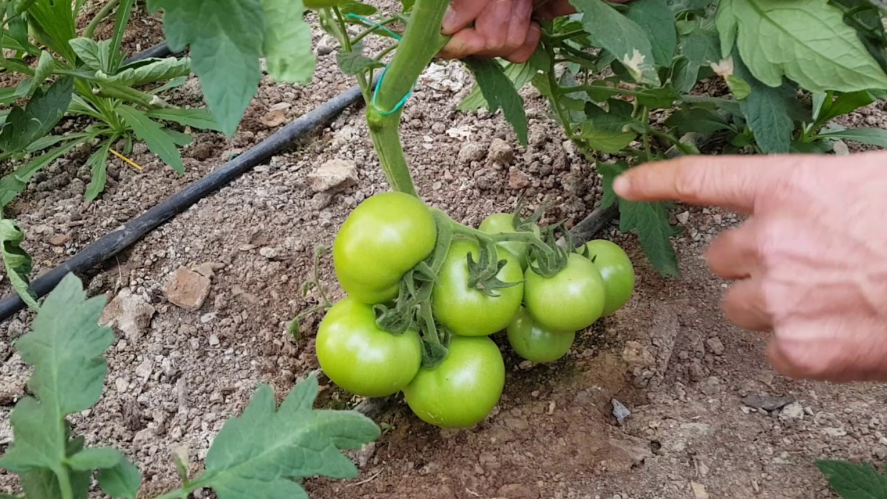 Domateste doğru budama