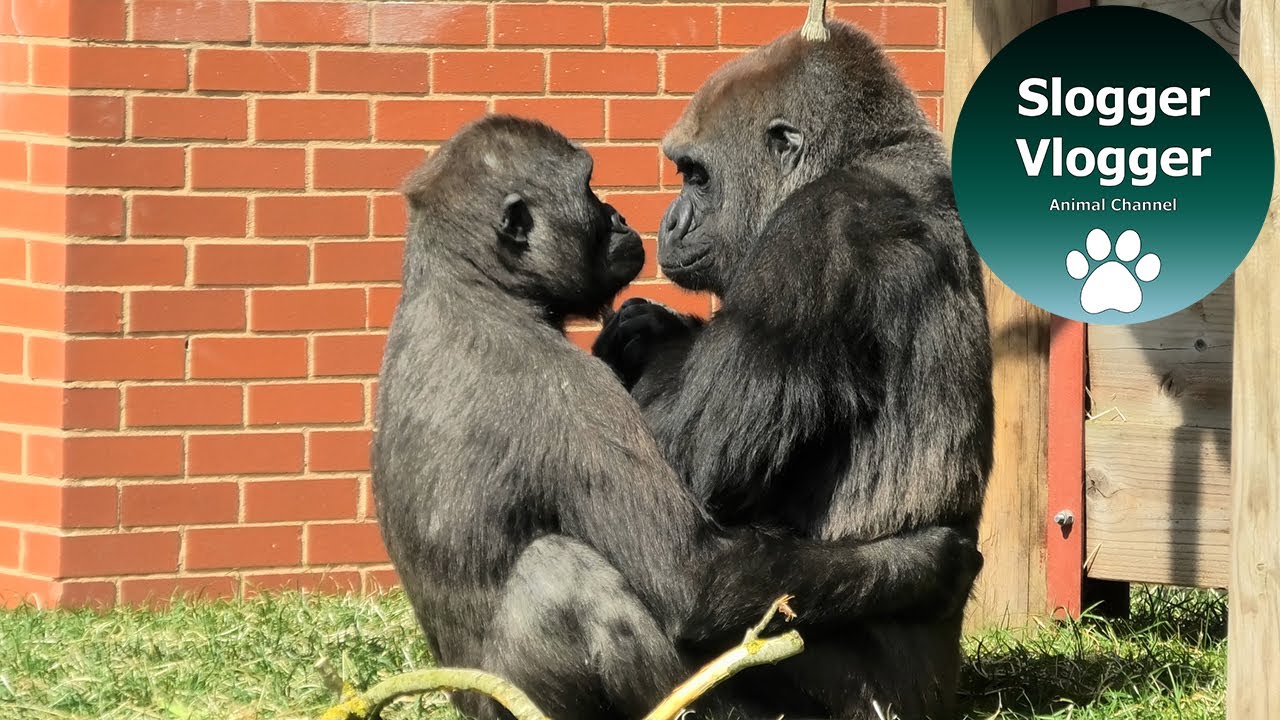 Gorilla Asante And Gorilla Youngster Shufai's Big Hug