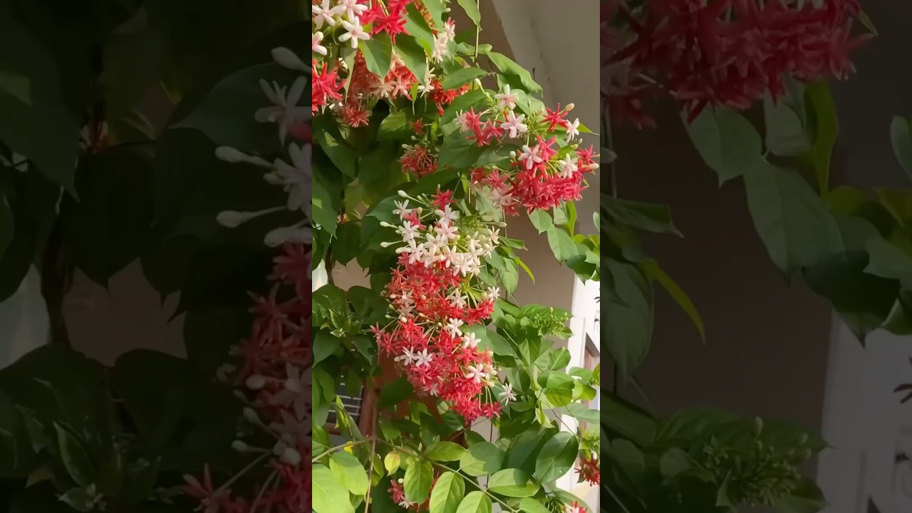 6 Low Care, High Fragrance Plants