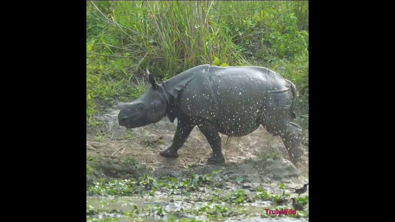 Unbelievable superb energetic Baby Rhino in the wild #shorts #inshot #rare #wild #rhino #kaziranga