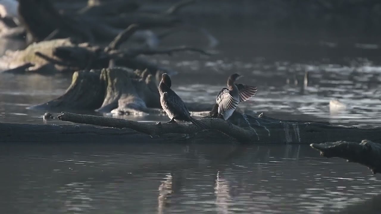 Concept documentario wild oglio river
