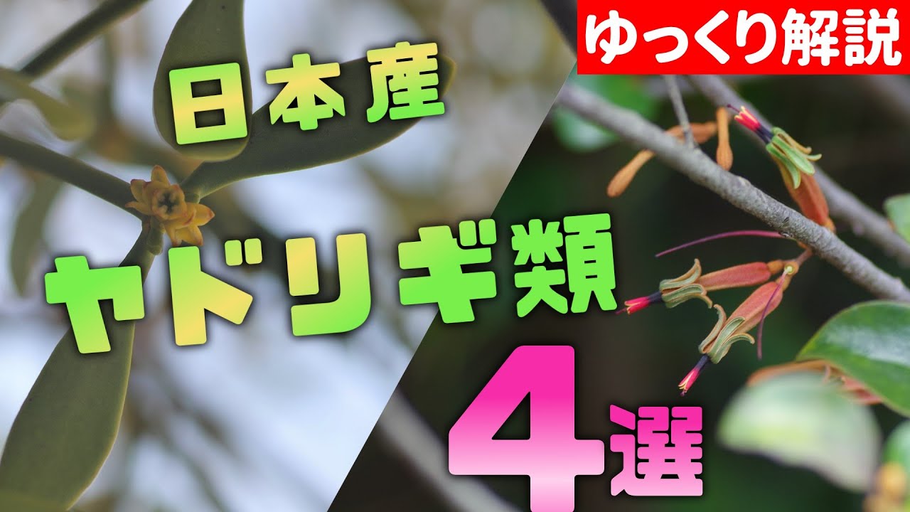 【植物解説】日本のヤドリギ4選【ゆっくり解説】