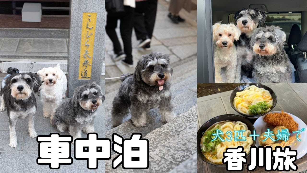 【犬と車中泊】愛犬3匹と香川に車中泊旅行！！水族館に一緒に行ったり、金比羅山を散策したり🐶愛犬と観光地を巡りながら軽自動車で車中泊！