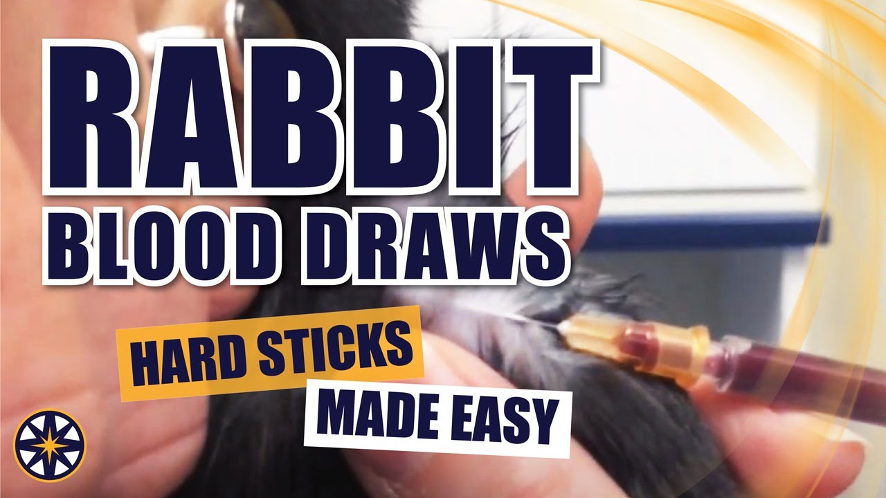 Blood Draws on Rabbits
