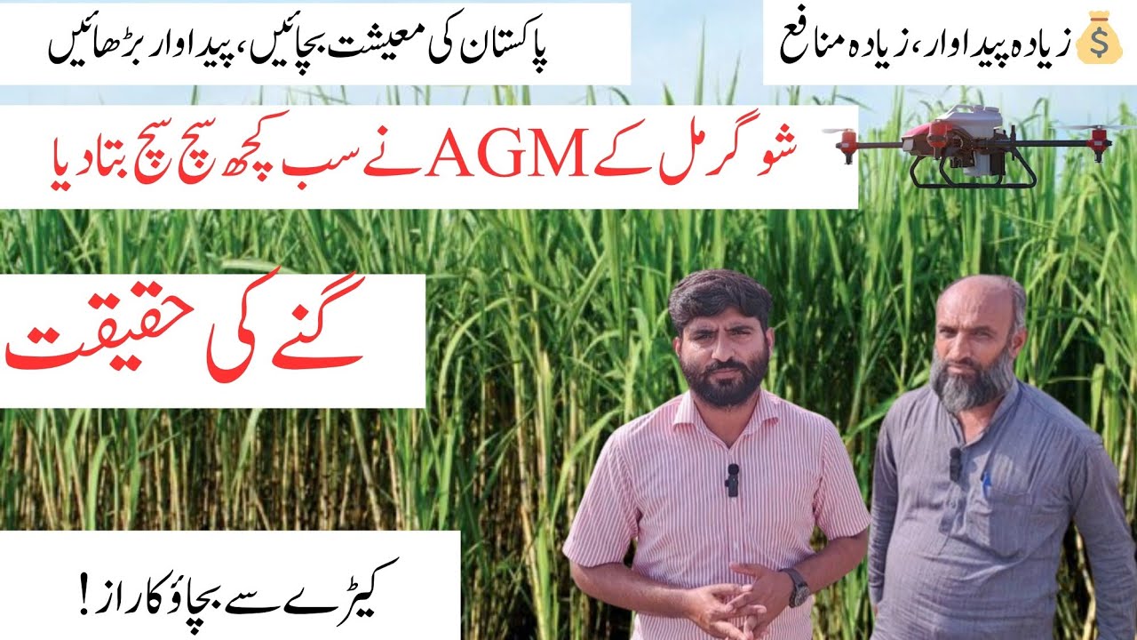 How Drone Technology Can Revolutionize Sugarcane Farming | Insights from AGM Kashmir Sugar Mills|muz