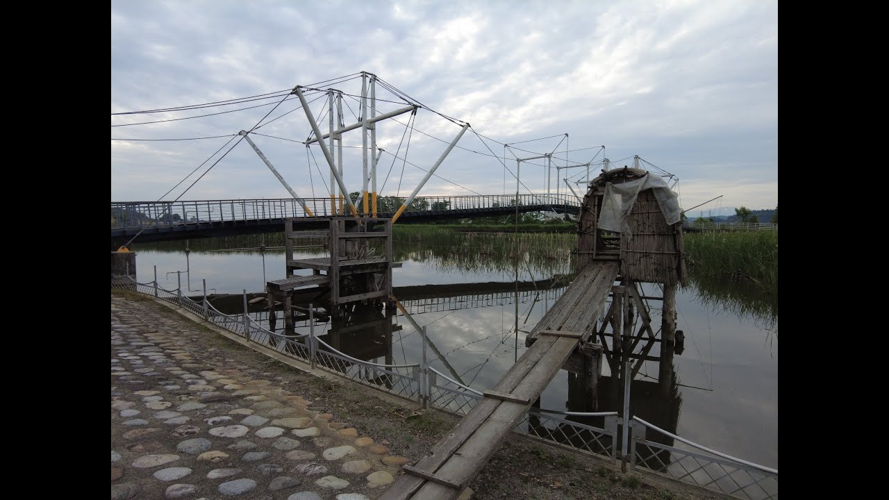 十二町潟水郷公園　オニバス絶滅?