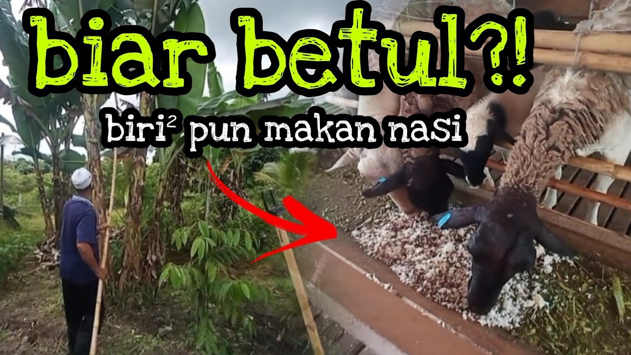 [Episod680] rasa sedikit rate bila biri² makan nasi. ini idea tok lah nih..😁😁