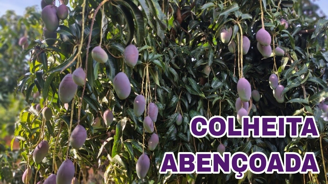 O dia hoje foi bom, dia de colheita!! 