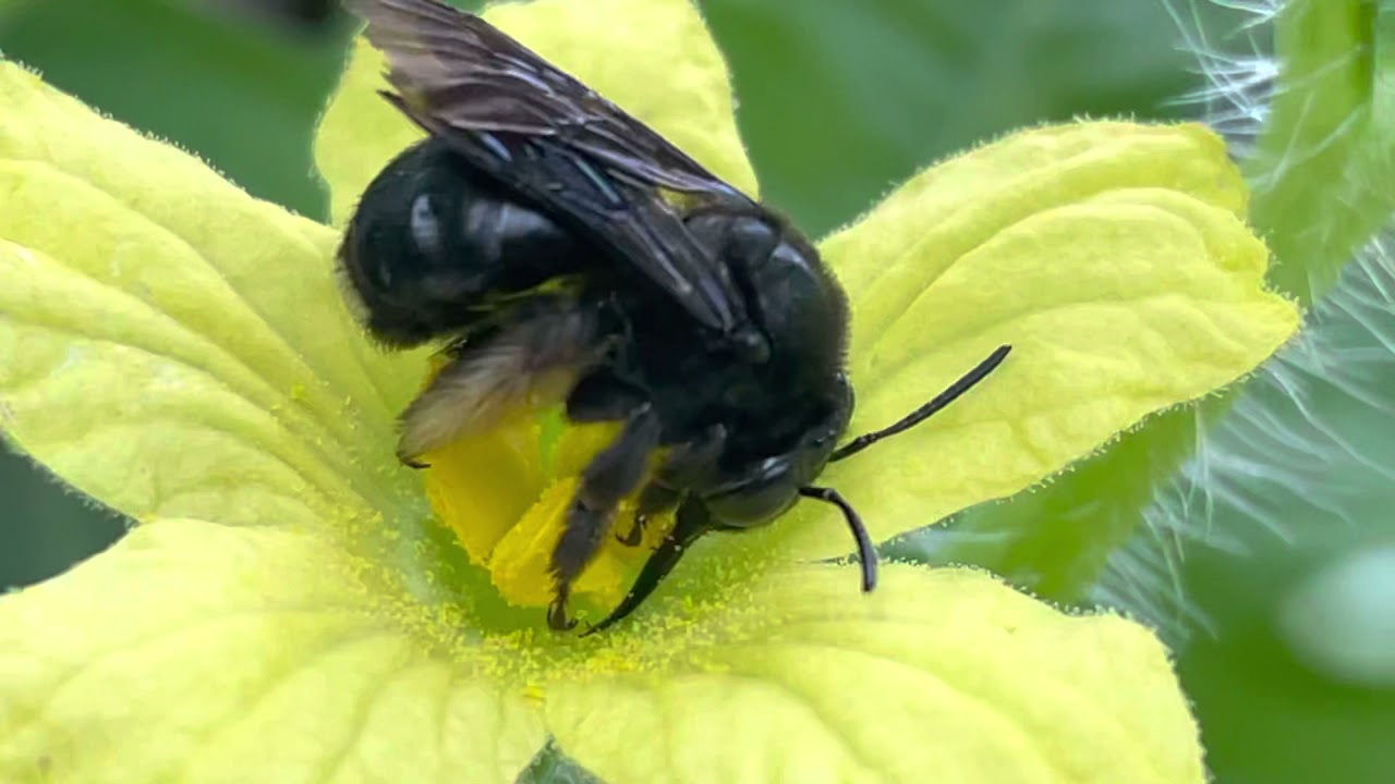 Bumblebee pollinating watermelon flowers