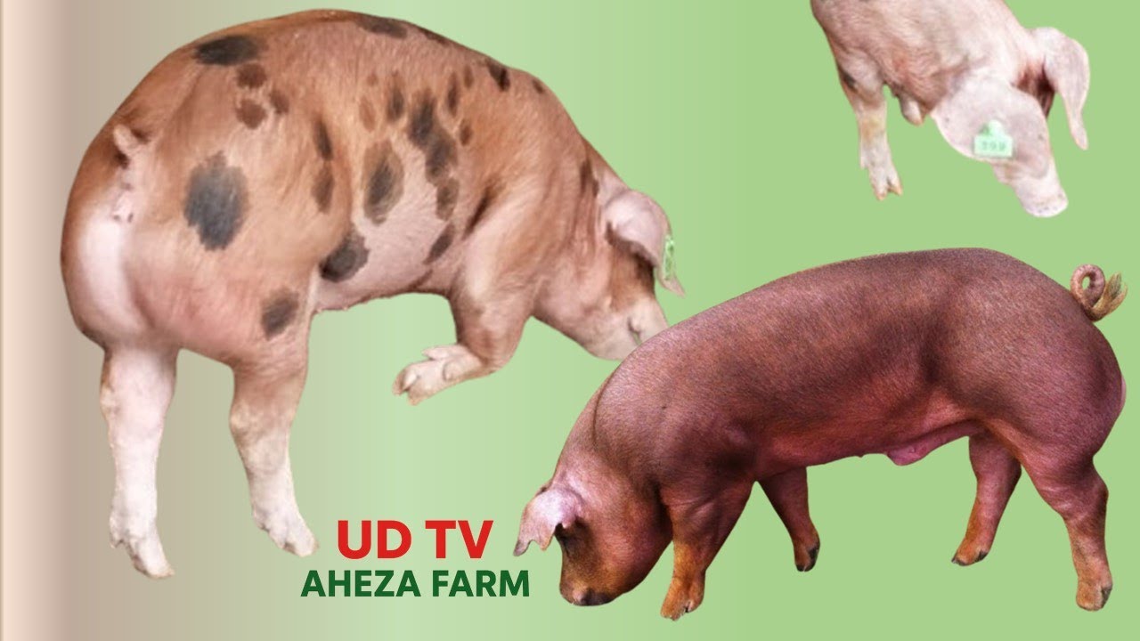 UBWOKO BW'INGURUBE YA DUROC(Duroke)