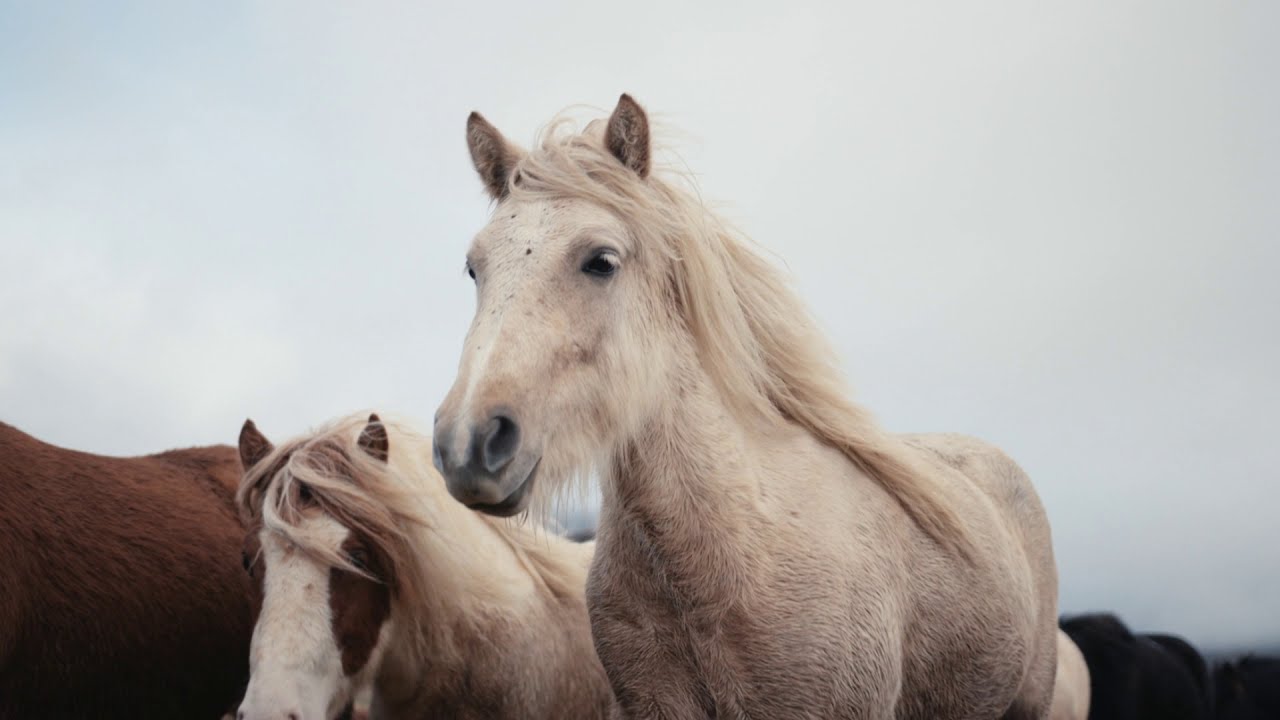 J.R. August - Hold Your Horses (LYRIC VIDEO)