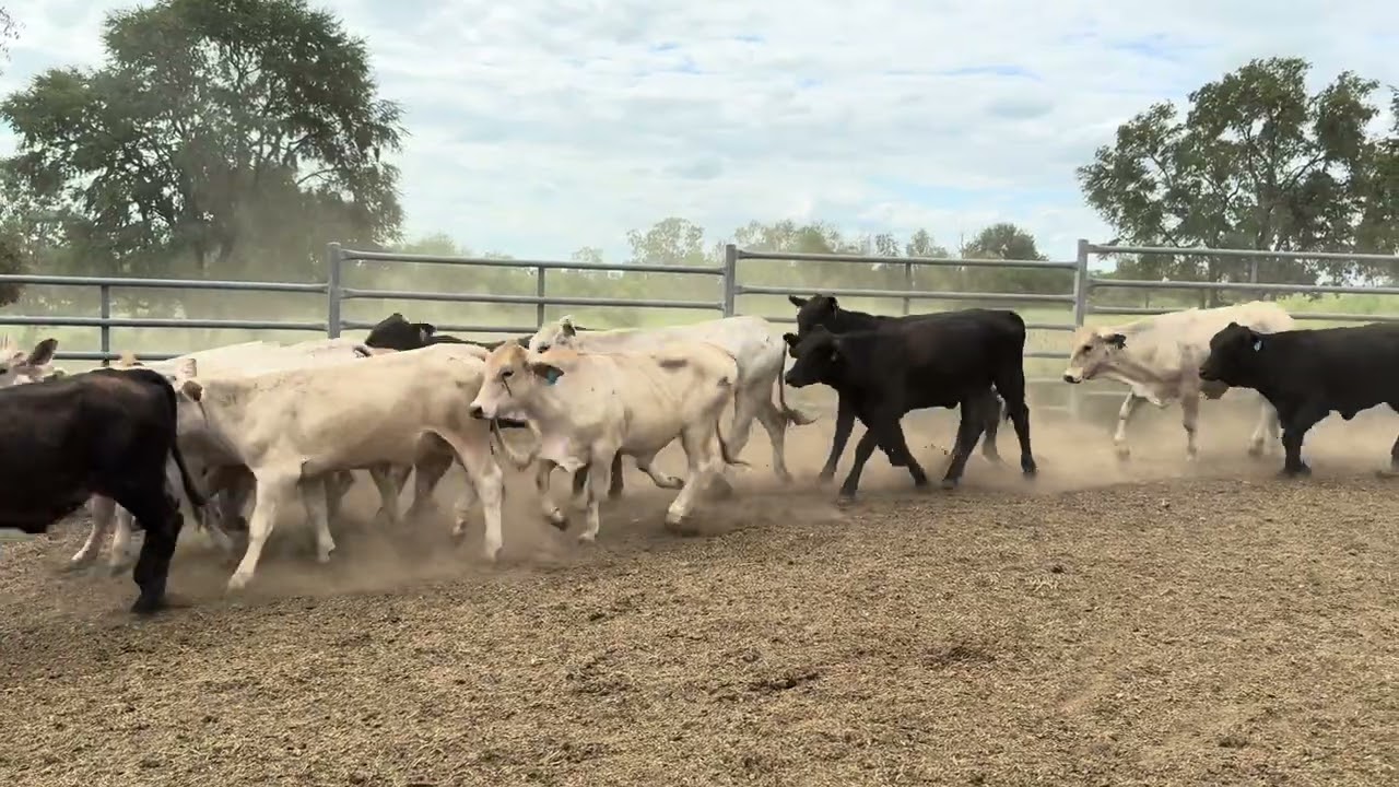 THERESA DOWNS HEIFERS #1 