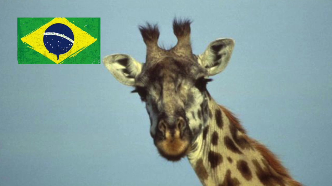 Giraffa Blues - Girafa Blues - Zürafa blues - Giraffe blues (A. Borsacchi) - theme in 5 languages