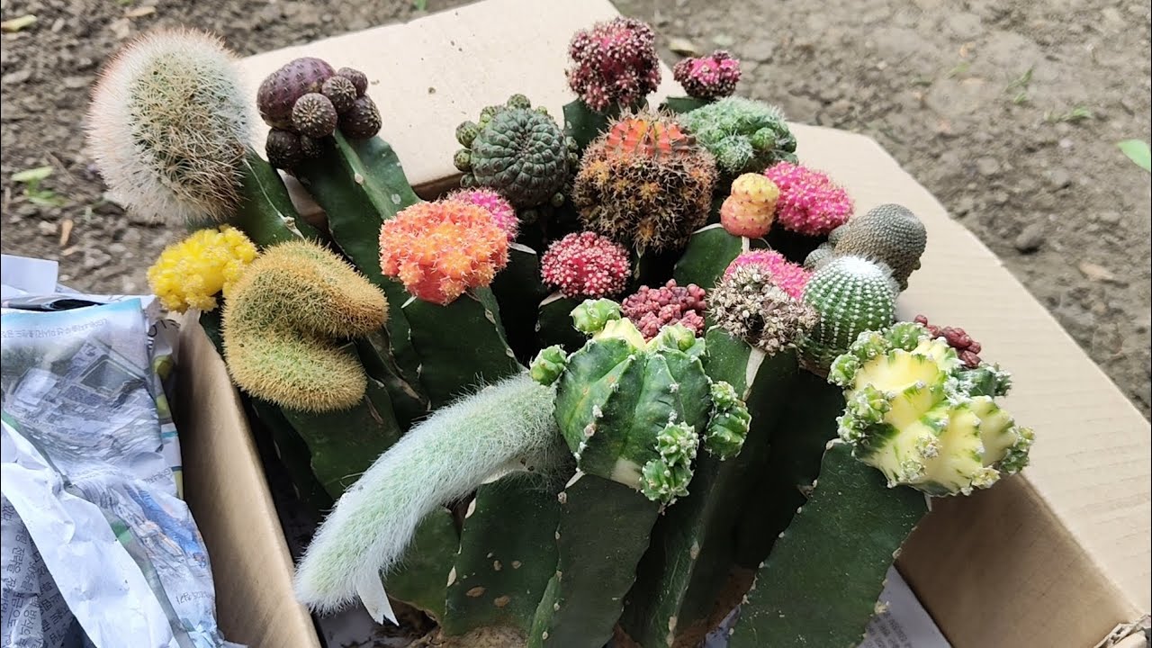 Beautiful & Affordable grafted Cactus ang gaganda!