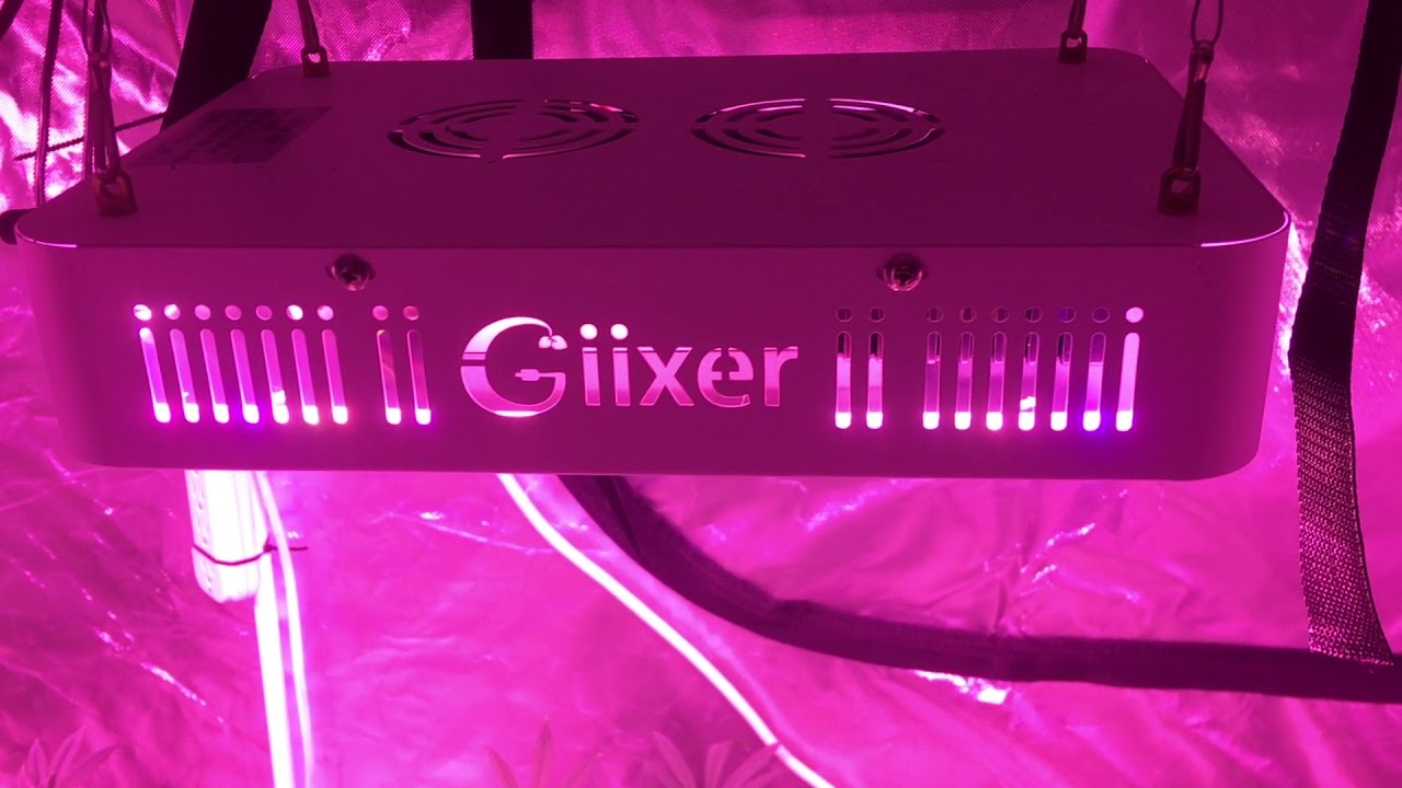 Giixer 1000w LED Grow (Flower Week 4)
